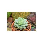 SYNETELLYA Echeveria Elegans Rose Açık Mavi Gül Formunda 5,5 cm saksıda Sukulent