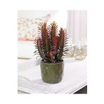 SYNETELLYA Euphorbia Trigona Süt Ağacı Kaktüsü 30-40 cm Çok Köklü