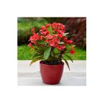 SYNETELLYA Kırmızı Dikenler Tacı Çiçeği Euphorbia Milii 20-30 cm