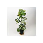 SYNETELLYA Şeflera 5 Parmak Bitkisi Schefflera Çiçeği Tek Gövdeli 50-70 cm
