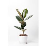SYNETELLYA Tek Gövdeli Kauçuk Bitkisi Ficus Elastica Çiçeği 50-70 cm