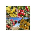 TABER 2 Adet İri Meyveli Aşılı Alıç Fidanı, Tüplü (Kırmızı ve Sarı)