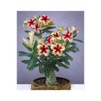 TABER 5.5 luk Saksıda Sarı Kırmızı Adenium Çöl Gülü Çiçeği Fidanı