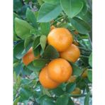 Taber 6 Yaş Aşılı Fukutshu Obovata (İri Kamkat) Fidanı, Saksıda