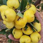 Taber İri Meyveli Aşılı Sarı BELEN Alıç Fidanı, Tüplü
