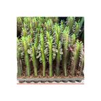 TABER Sınırlı Sayıda Euphorbia Trigona Red - Afrika Süt Ağacı Kaktüsü(5.5lik saksıda, 20 cm ve üzeri boyda