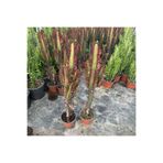 TABER Sınırlı Üretim Bol Dallı Euphorbia Trigona Red - Afrika Kırmızı Süt Ağacı Kaktüsü