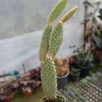 Taber Tavşan Kaktüs / SARI Dikenli (Opuntia Microdasys Albata), 5.5 Cm Saksıda