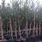 Taber Tüplü Arbequina Bodur İspanyol Zeytin Fidanı 2 Yaş Meyve Verme Durumunda