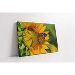 Tablosan Ayçiçeği Ve Kelebek Kanvas Tablo 30 X 40 Cm Ka03353