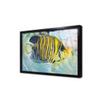 Tablosan Balık Çerçeveli Cam Tablo 50X70 Cm Cb15128