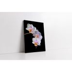Tablosan Beyaz Çiçek Kanvas Tablo 30 X 40 Cm Ka03487