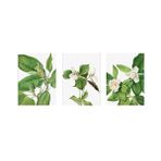 Tablosan Beyaz Çiçekler Üçlü Kanvas Tablo Seti 20 X 30 Cm Kb33144