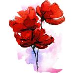 Tablosan Modern Gelincikler Çiçekler Kanvas Tablo 30x40 cm 30x40 cm