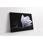 Tablosan Saf Beyaz Çiçek Kanvas Tablo 50 X 70 Cm Ka03615