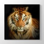 Tabloshop Asil Kaplan Yağlıboya 50x50 cm Tablo
