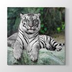 Tabloshop Bengal Kaplanı 70x70 cm Tablo
