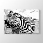 Tabloshop Çift Zebralar 140x100 cm Tablo