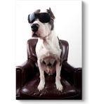 Tabloshop Gözlüklü Pitbull 40x60 cm Tablo