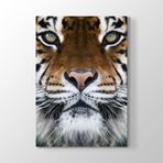 Tabloshop Kaplan Yüzü 40x60 cm Tablo