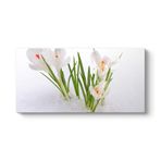 tabloshop Kardelen Çiçeği Kanvas Tablo 100 x 50