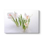 tabloshop Kardelen Çiçeği Kanvas Tablo 140 x 100