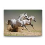 Tabloshop Kumda Koşan Beyaz Atlar 90x60 cm Tablo