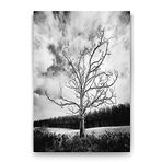 Tabloshop Siyah Beyaz Kuru Ağaç 60x90 cm Tablo