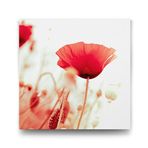 Tabloshop Soft Gelincik Çiçeği 50x50 cm Tablo