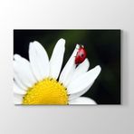 Tabloshop Uğur Böceği Papatya 140x100 cm Tablo