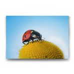 Tabloshop Uğur Böceği Polen 60x40 cm Tablo