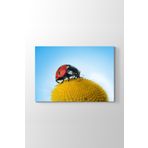 Tabloshop Uğur Böceği Polen 75x50 cm Tablo