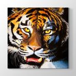 Tabloshop Yağlıboya Kaplan 60x60cm Tablo