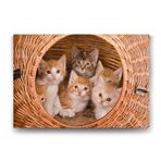 Tabloshop Yavru Kediler 60x40 cm Tablo