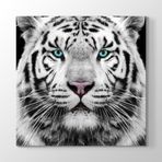 Tabloshop Yeşil Gözlü Beyaz Kaplan 50x50cm Tablosu