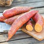Tacir Depo Erato Deep Orange Turuncu Tatlı Patates Fidesi(1 Adet)