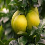 Tacir Depo Tüplü Ağaç Kavunu Pomelo Şadok Fidanı