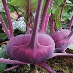 tacirdepo Doğal Mor Kohlrabi(Alabaş) Tohumu (20 Tohum)