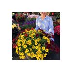 TacirDepo Sarkıcı BeautiCal Yellow Sun Petunya Çiçeği Fidesi (1 Adet Fide)