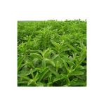 TacirDepo Stevia Şeker Otu Fidesi (5 Adet)
