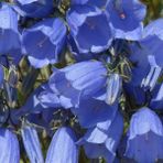 Tacirdepoticaret Isabellina Blue Renklerde Campanula Çan Çiçeği Tohumu -100 Adet - 1 Adet
