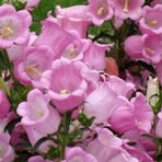 Tacirdepoticaret Isabellina Pink Renklerde Campanula Çan Çiçeği Tohumu -100 Adet - 1 Adet