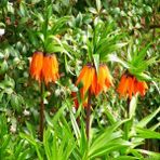 Tacirdepoticaret Orenge Aurora Fritillaria Imperialis Turuncu Ters Lale Soğanı (1 Adet)