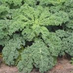 Tacirdepoticaret Siberian Kale Sebzesi (Kara Lahana) Tohumu -50 Tohum - 1 Adet