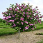Tacirdepoticaret Tüplü Hibiscus Syriacus Ağaç Hatmi Fidanı
