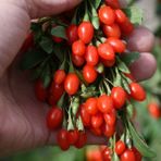 Tacirdepoticaret Tüplü Şifalı Kırmızı Goji Berry (Kurt Üzümü ) Fidanı 5 Adet