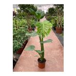 Taha Çiçekcilik Deve Tabanı Monstera Deliciosa Ithal Orta Boy