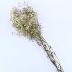 Tahtakale Toptancı Kuru Çiçek Doğal Kurutulmuş Çiçek Doğal Cipso 40 cm 20 gr Natural