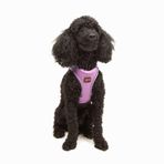 Tailpetz Air-Mesh Köpek Göğüs Tasması (Lila, XS)