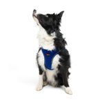 Tailpetz Air-Mesh Köpek Göğüs Tasması (Saks, XLarge)